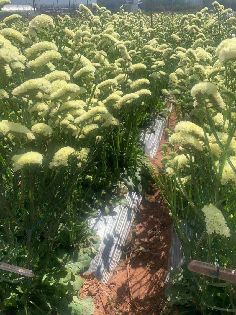 云南勿忘我鲜花干花昆明花花头大产地发货