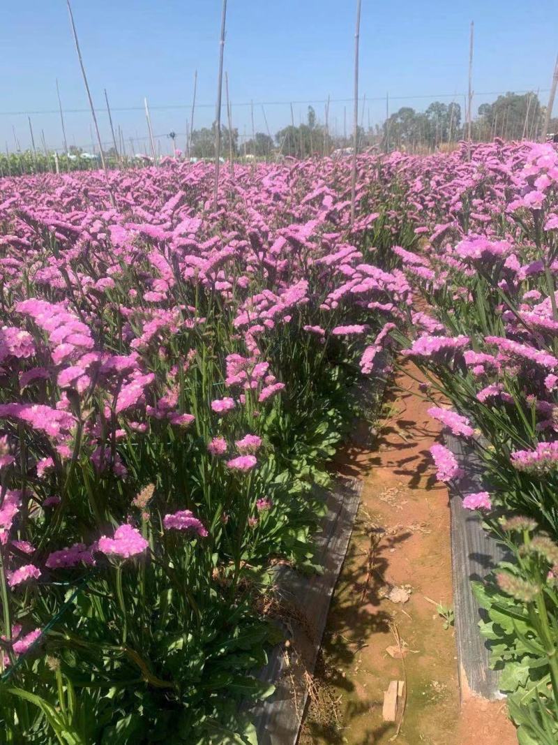 云南勿忘我鲜花干花昆明花花头大产地发货
