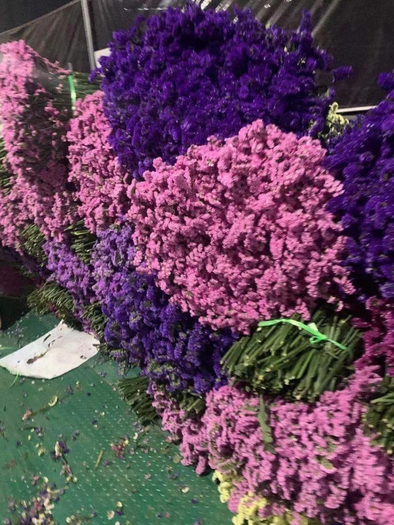 云南勿忘我鲜花干花昆明花花头大产地发货