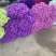 云南勿忘我鲜花干花昆明花花头大产地发货