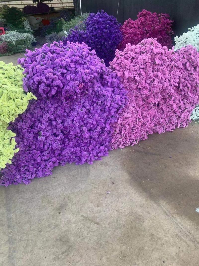 云南勿忘我鲜花干花昆明花花头大产地发货