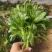 多肉法师绿羊绒手捧花，欢迎新老客户选购