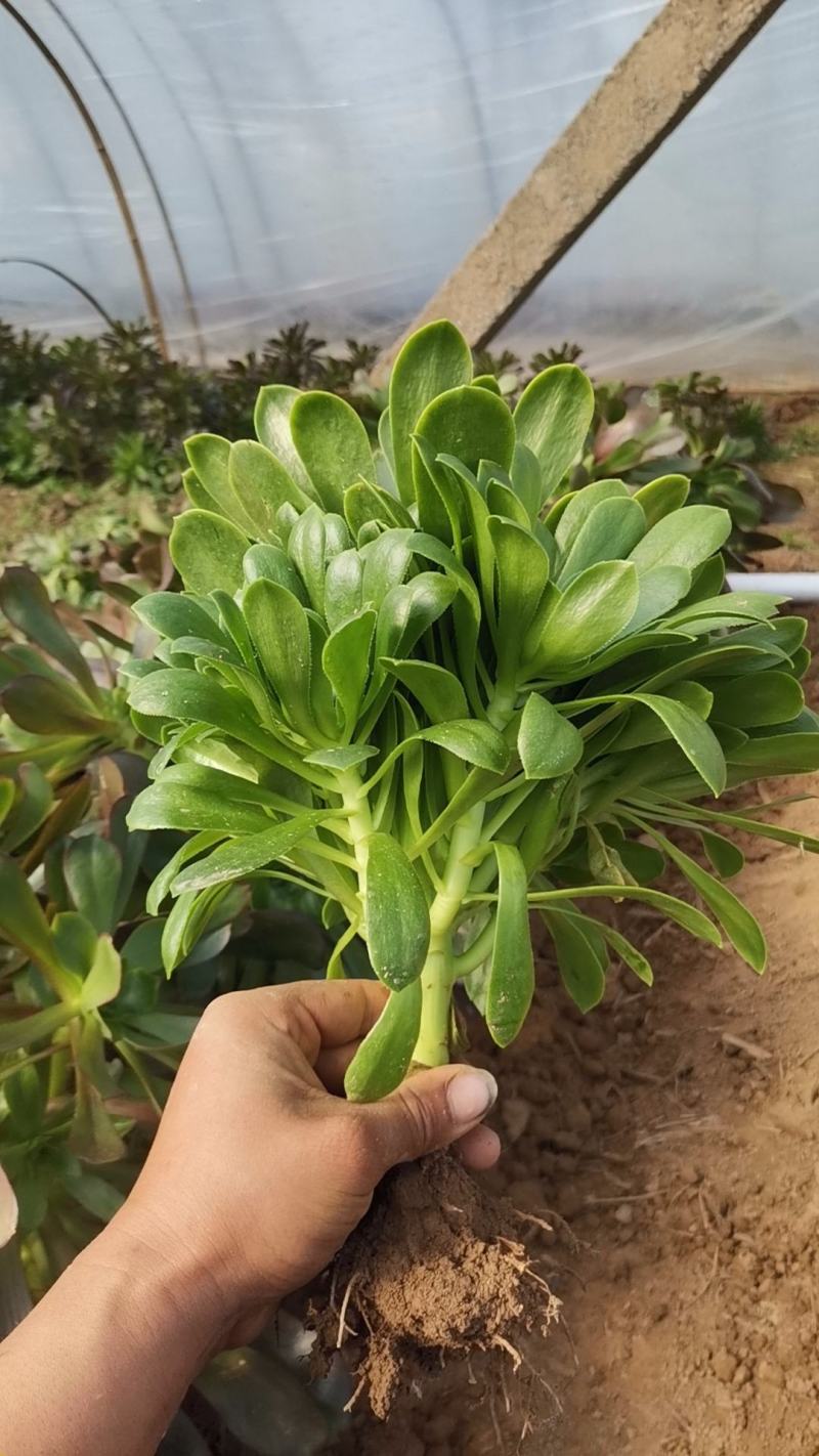 多肉法师绿羊绒手捧花，欢迎新老客户选购