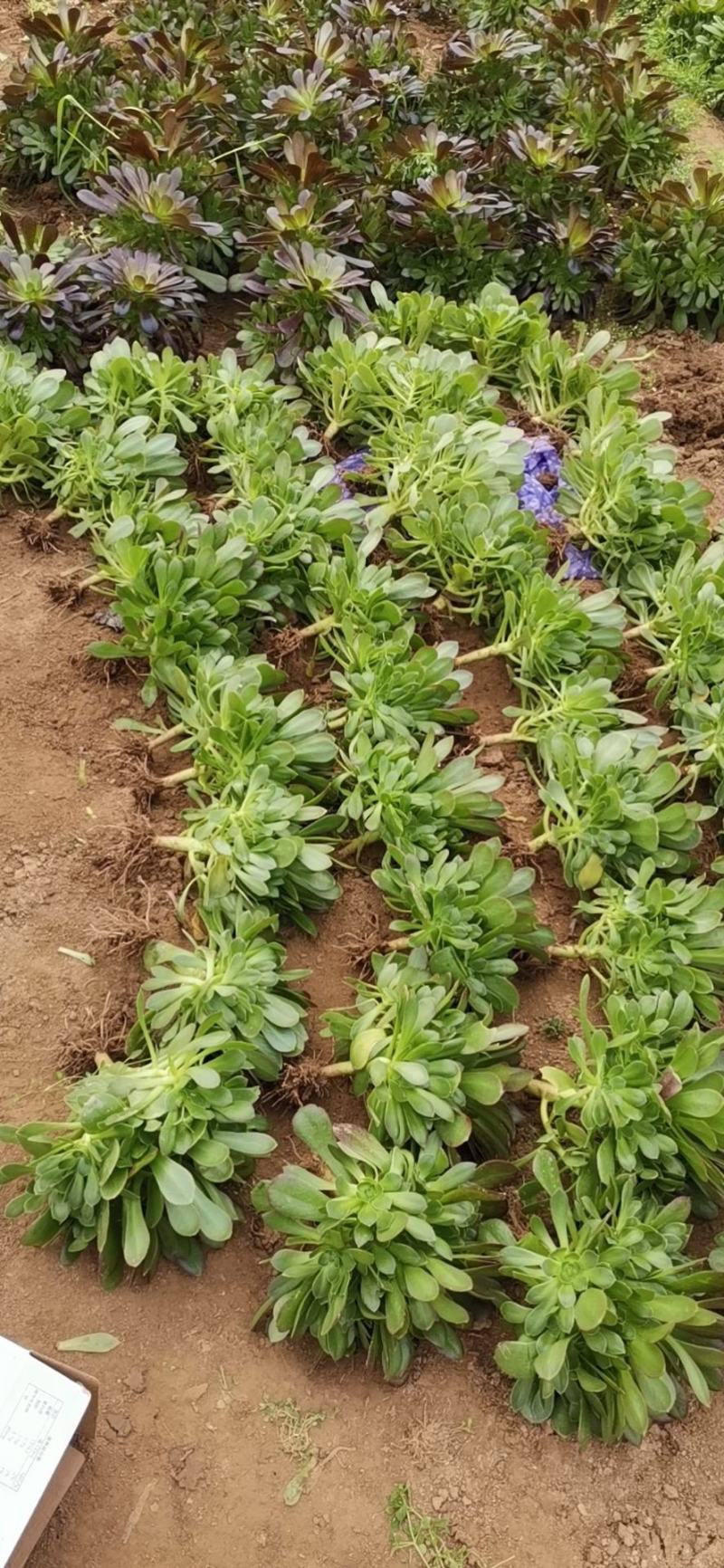 多肉法师绿羊绒手捧花，欢迎新老客户选购
