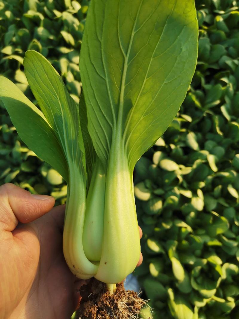 上海青，小油菜，常年供应保质保量，真诚合作，需要的老板看