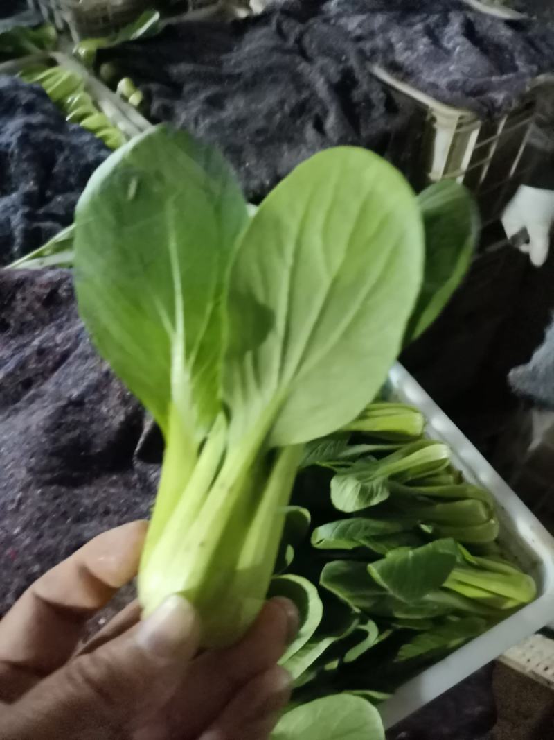 上海青，小油菜，常年供应保质保量，真诚合作，需要的老板看