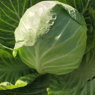 圆包菜甘蓝思特丹新鲜包菜湖北蔬菜基地直供鲜嫩包菜甘蓝旺旺