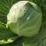圆包菜甘蓝思特丹新鲜包菜湖北蔬菜基地直供鲜嫩包菜甘蓝旺旺