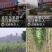 科技示范园甘蔗种甘蔗苗,品种齐全,全程免费技术指导