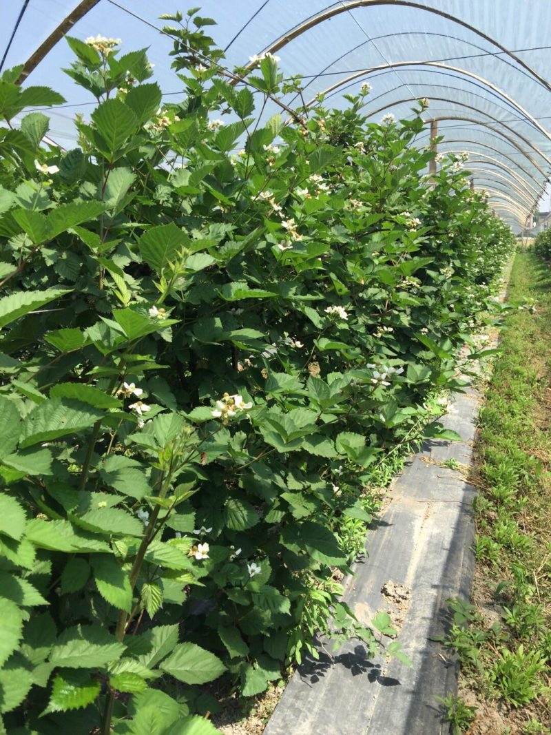 黑莓苗黑莓鲜果易活高产营养丰富适合南北方种植