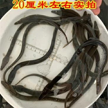 鳗鱼苗日本鳗鱼白鳝鱼河鳗苗鳗鲡苗青鳗苗顺丰活