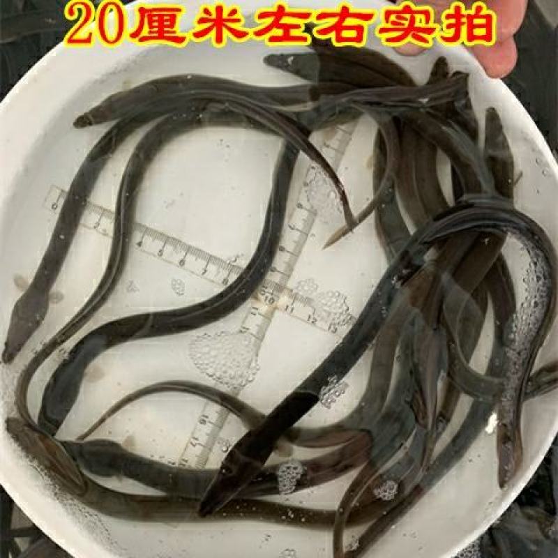 鳗鱼苗日本鳗鱼白鳝鱼河鳗苗鳗鲡苗青鳗苗顺丰活