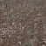 安徽山东河南占地梨树2-8公分，秋月，翠冠，酥梨晚秋黄梨