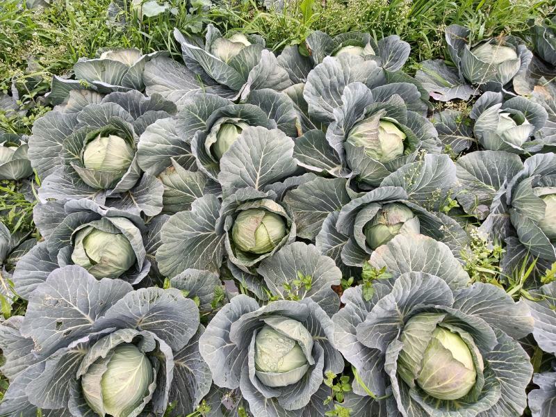 圆包菜甘蓝思特丹新鲜包菜湖北蔬菜基地直供鲜嫩包菜甘蓝旺旺