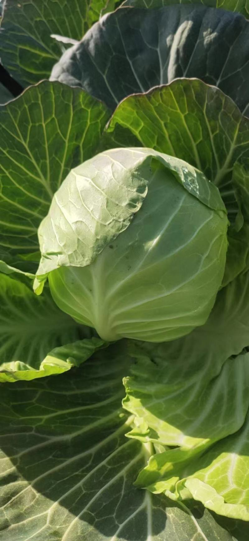 圆包菜甘蓝思特丹新鲜包菜湖北蔬菜基地直供鲜嫩包菜甘蓝旺旺