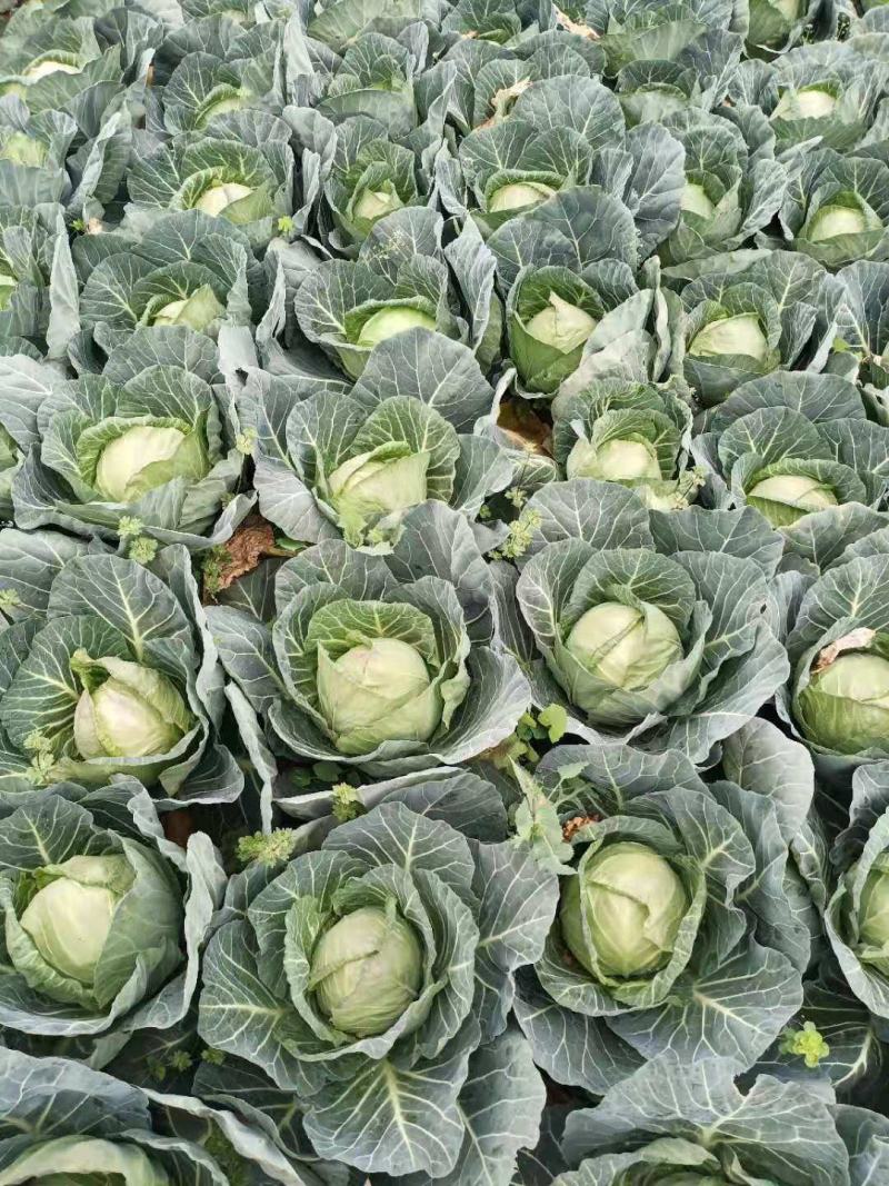 圆包菜甘蓝思特丹新鲜包菜湖北蔬菜基地直供鲜嫩包菜甘蓝旺旺