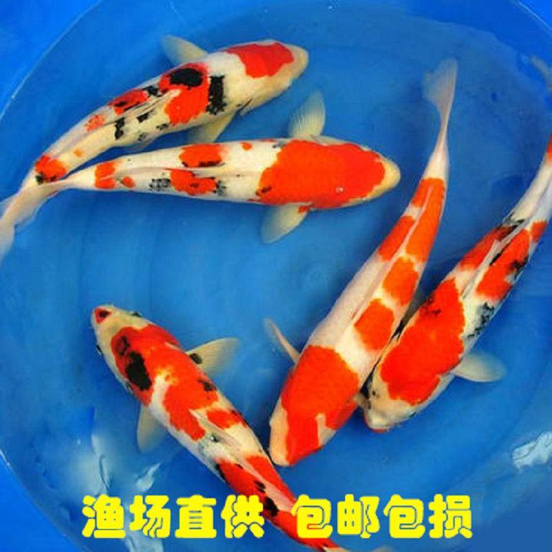 锦鲤活体观赏鱼热水鱼风水鱼金鱼锦鲤活体红白大正三色龙凤锦