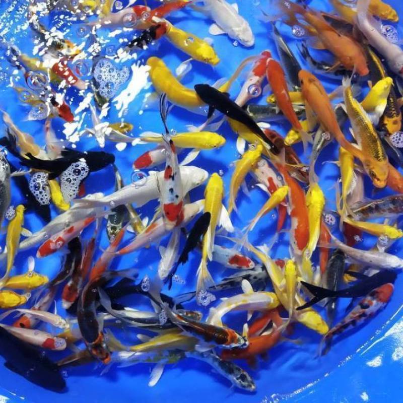 锦鲤活体观赏鱼热水鱼风水鱼金鱼锦鲤活体红白大正三色龙凤锦