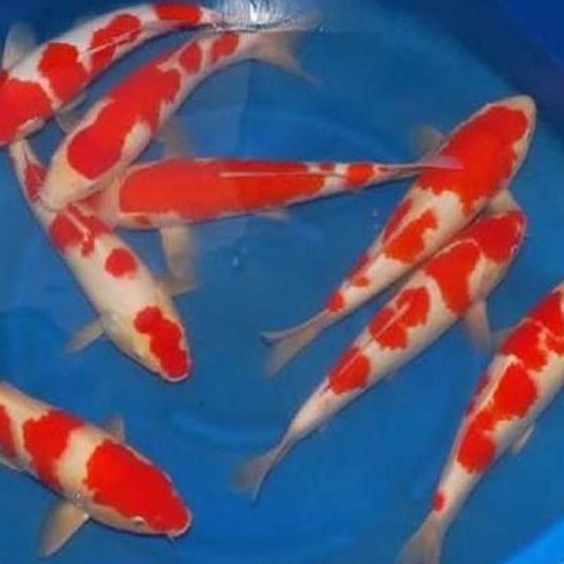 锦鲤活体观赏鱼热水鱼风水鱼金鱼锦鲤活体红白大正三色龙凤锦