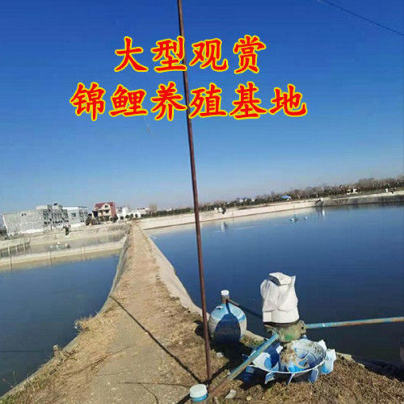 锦鲤活体观赏鱼热水鱼风水鱼金鱼锦鲤活体红白大正三色龙凤锦