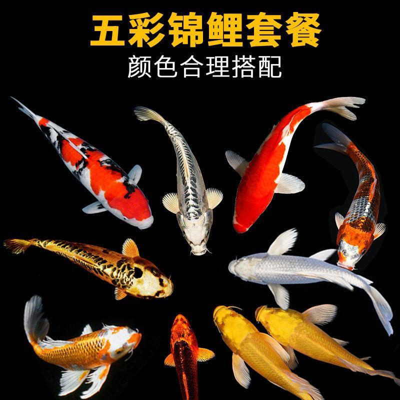 锦鲤活体观赏鱼热水鱼风水鱼金鱼锦鲤活体红白大正三色龙凤锦