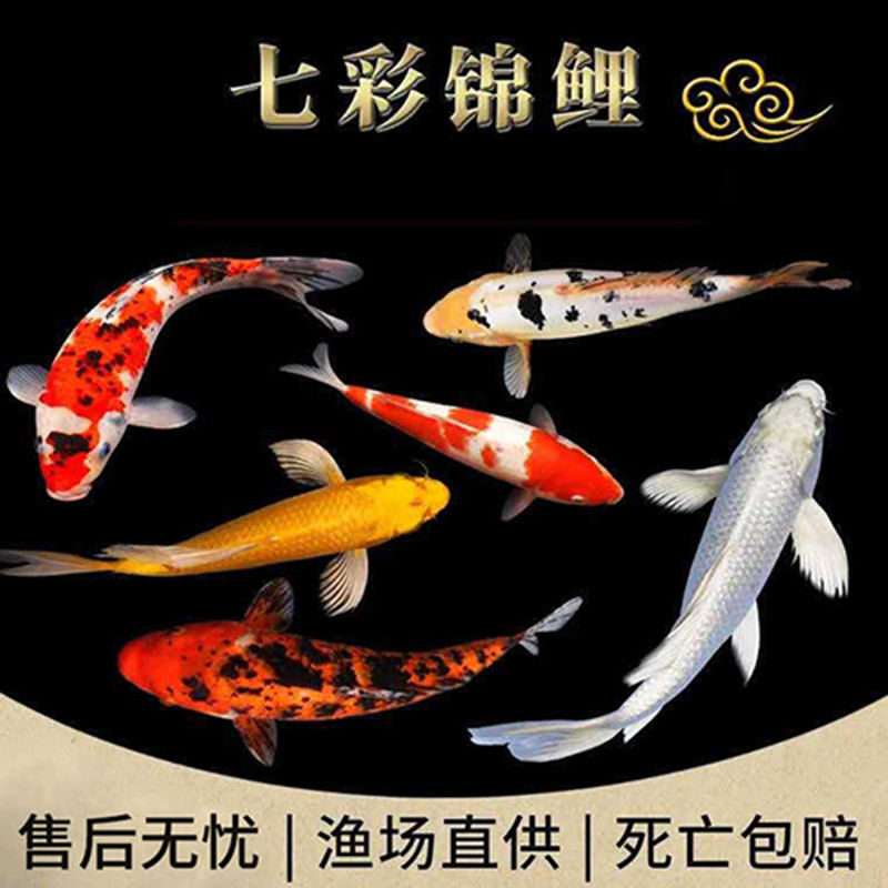 锦鲤活体观赏鱼热水鱼风水鱼金鱼锦鲤活体红白大正三色龙凤锦