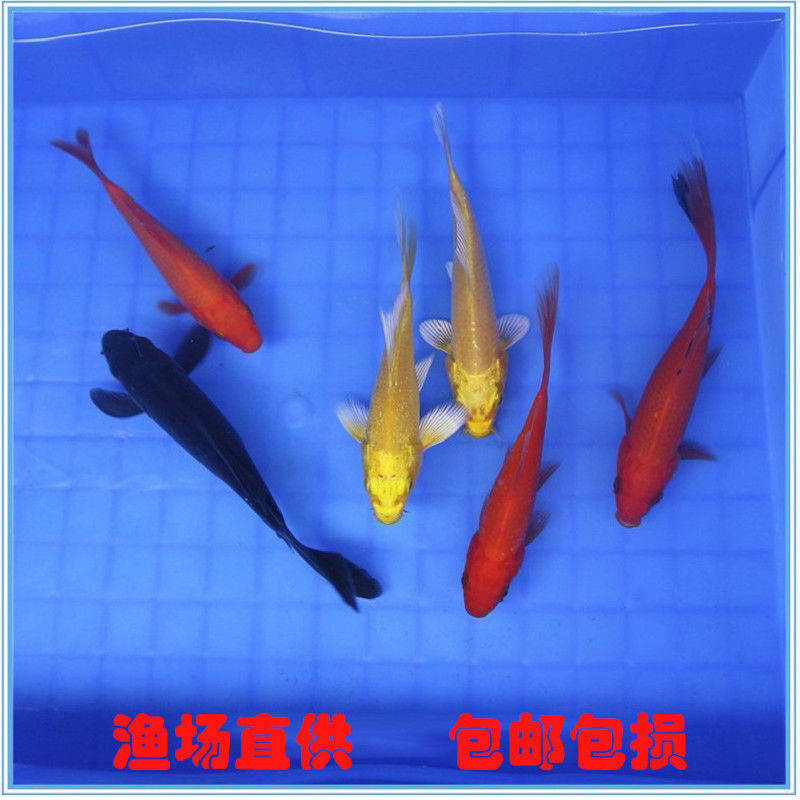 锦鲤活体观赏鱼热水鱼风水鱼金鱼锦鲤活体红白大正三色龙凤锦
