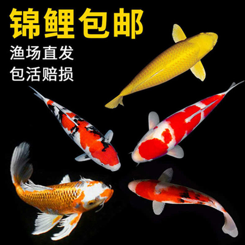 锦鲤活体观赏鱼热水鱼风水鱼金鱼锦鲤活体红白大正三色龙凤锦