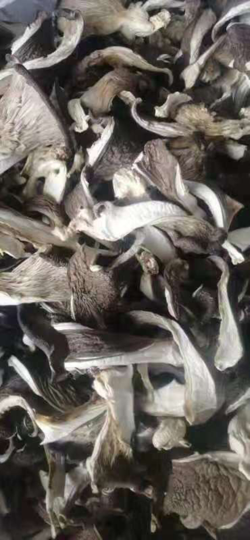 河北干平菇批发干货干蘑菇～干菌菇类白菇干平菇丝量大从优