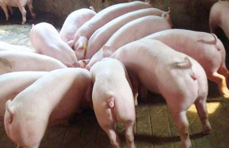 二元母猪抗病能力强、生长速度快，支持视频选货，货到付款！