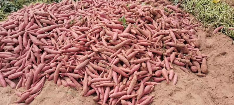 河南开封优质西瓜红六鳌蜜薯大量供应