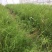 中药材天冬苗基地一手货源……………………