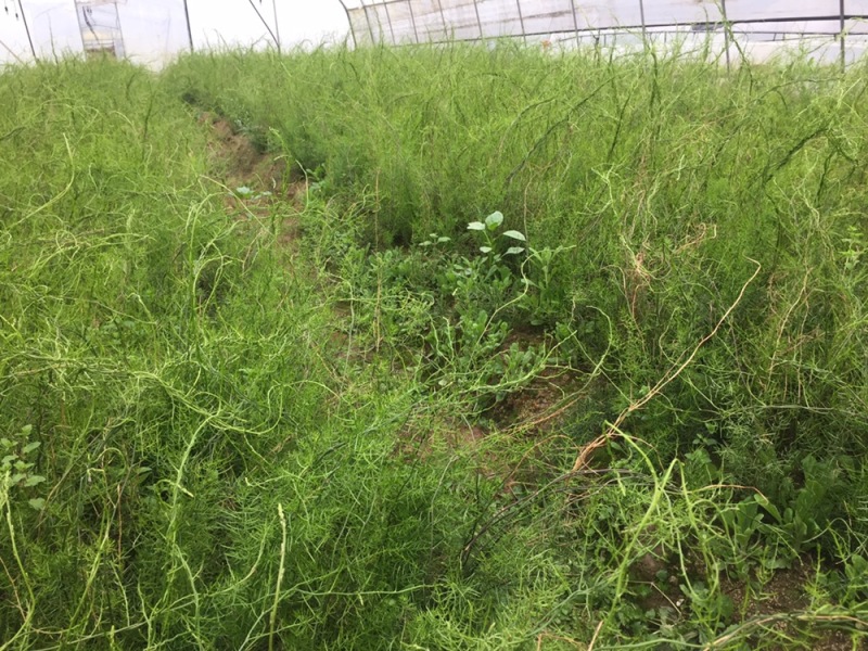 中药材天冬苗基地一手货源……………………