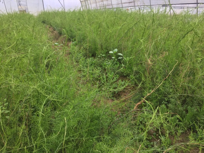 中药材天冬苗基地一手货源……………………