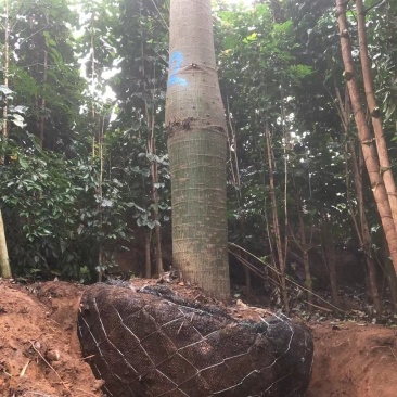 大腹木棉广东佛山基地直销