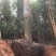 大腹木棉广东佛山基地直销