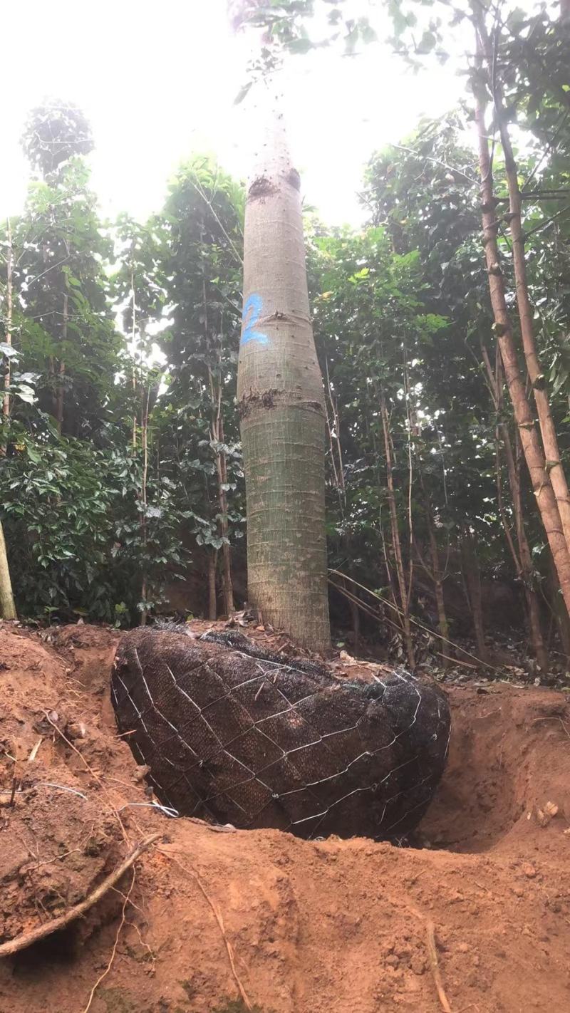大腹木棉广东佛山基地直销