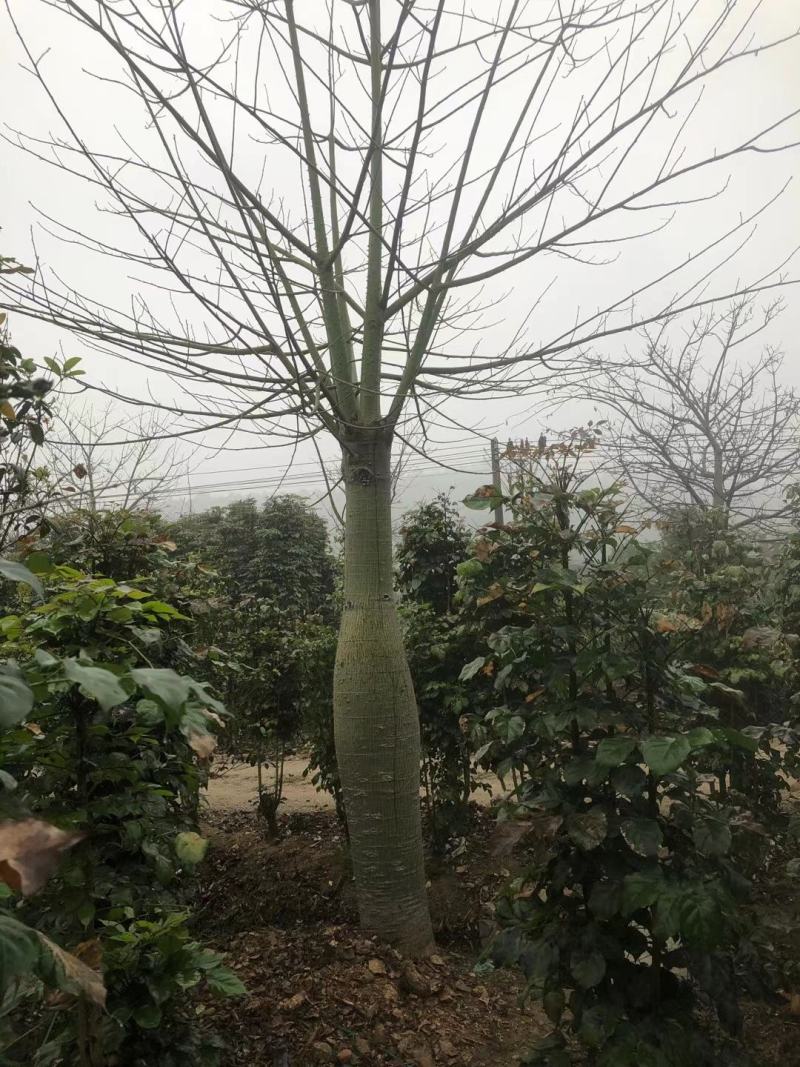 大腹木棉广东佛山基地直销