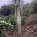大腹木棉广东佛山基地直销