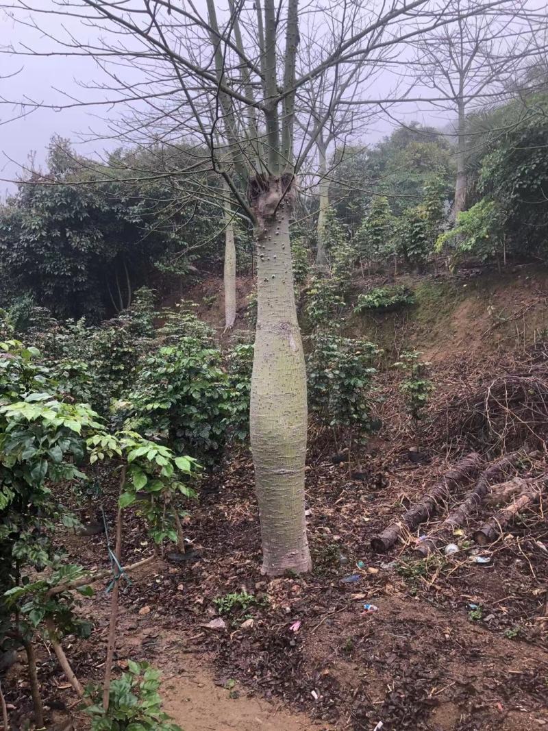 大腹木棉广东佛山基地直销