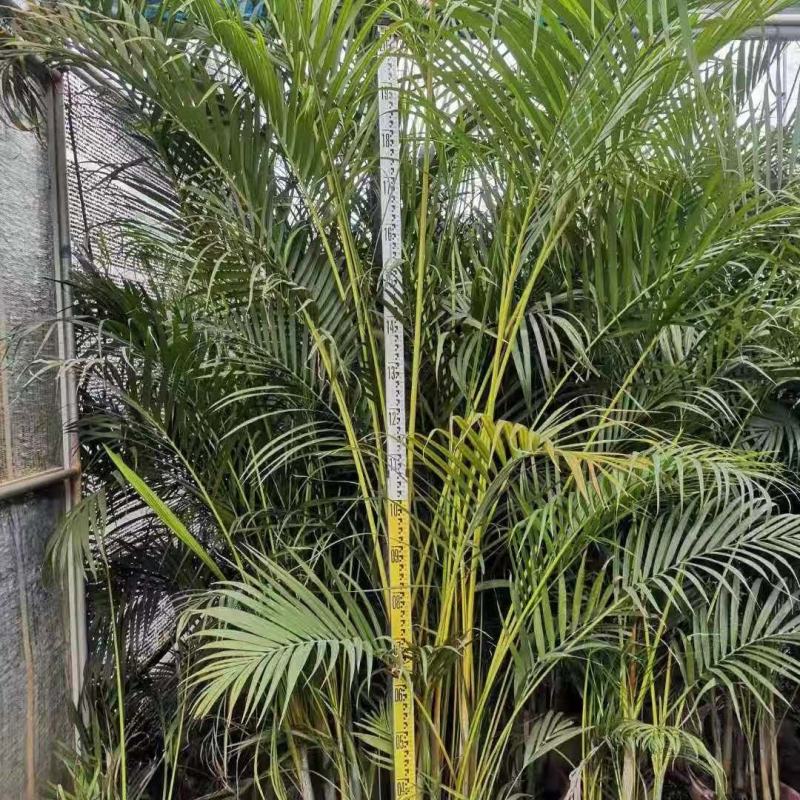 散尾葵花广东佛山基地直销，批发价格，长青绿植