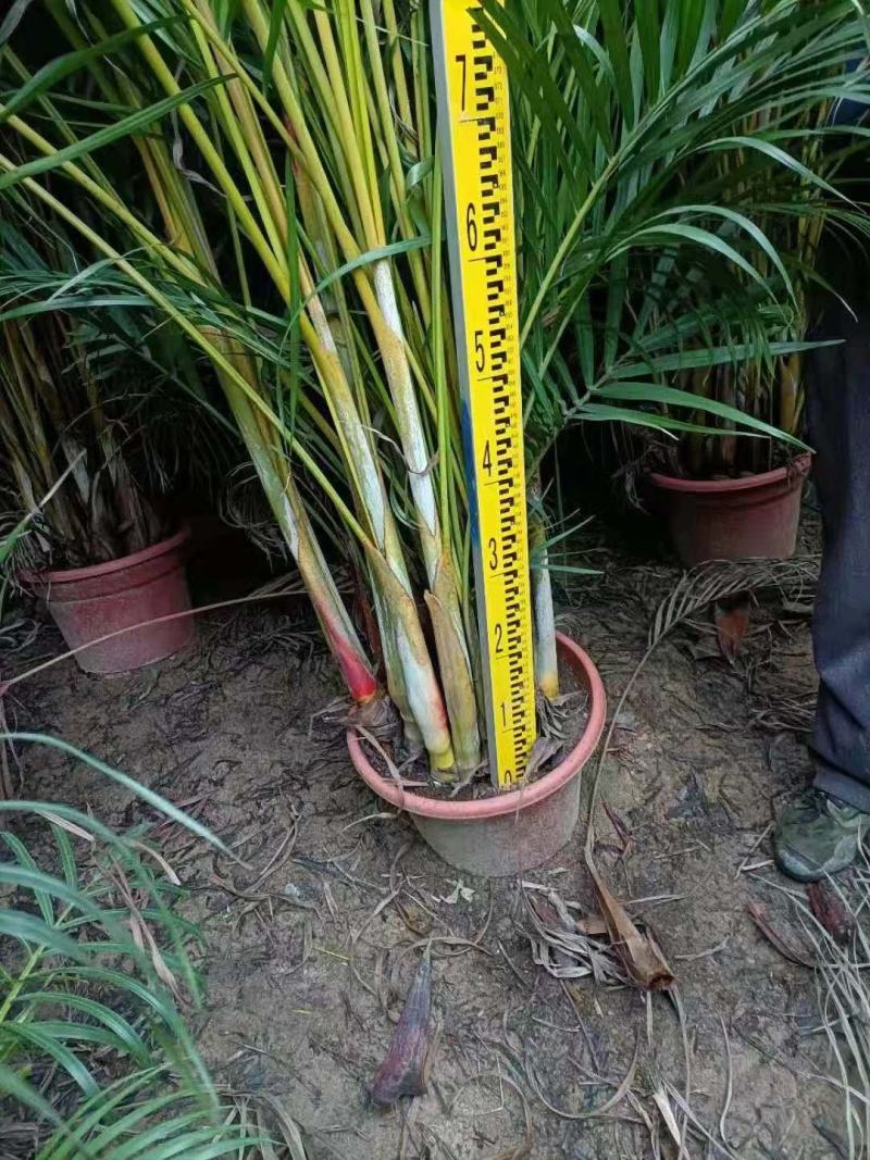 散尾葵花广东佛山基地直销，批发价格，长青绿植