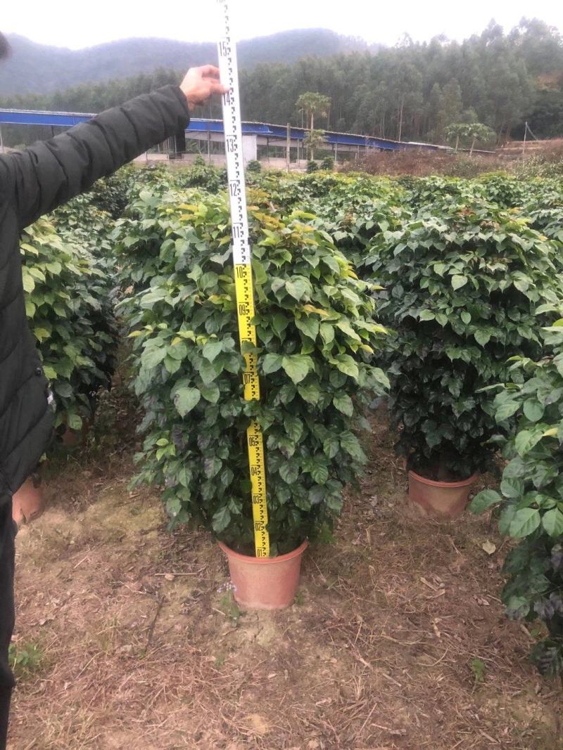 绿宝广东佛山三水苗木，基地直发，批发价格