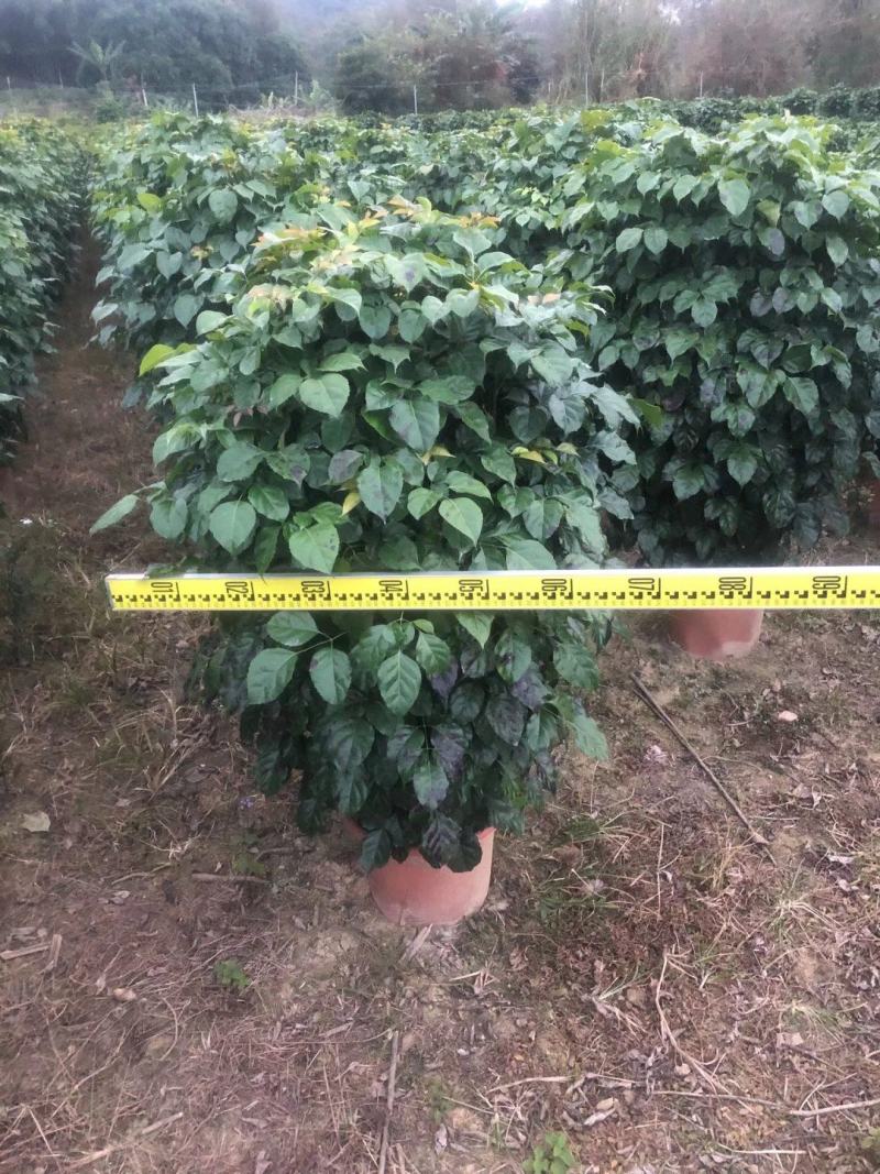 绿宝广东佛山三水苗木，基地直发，批发价格