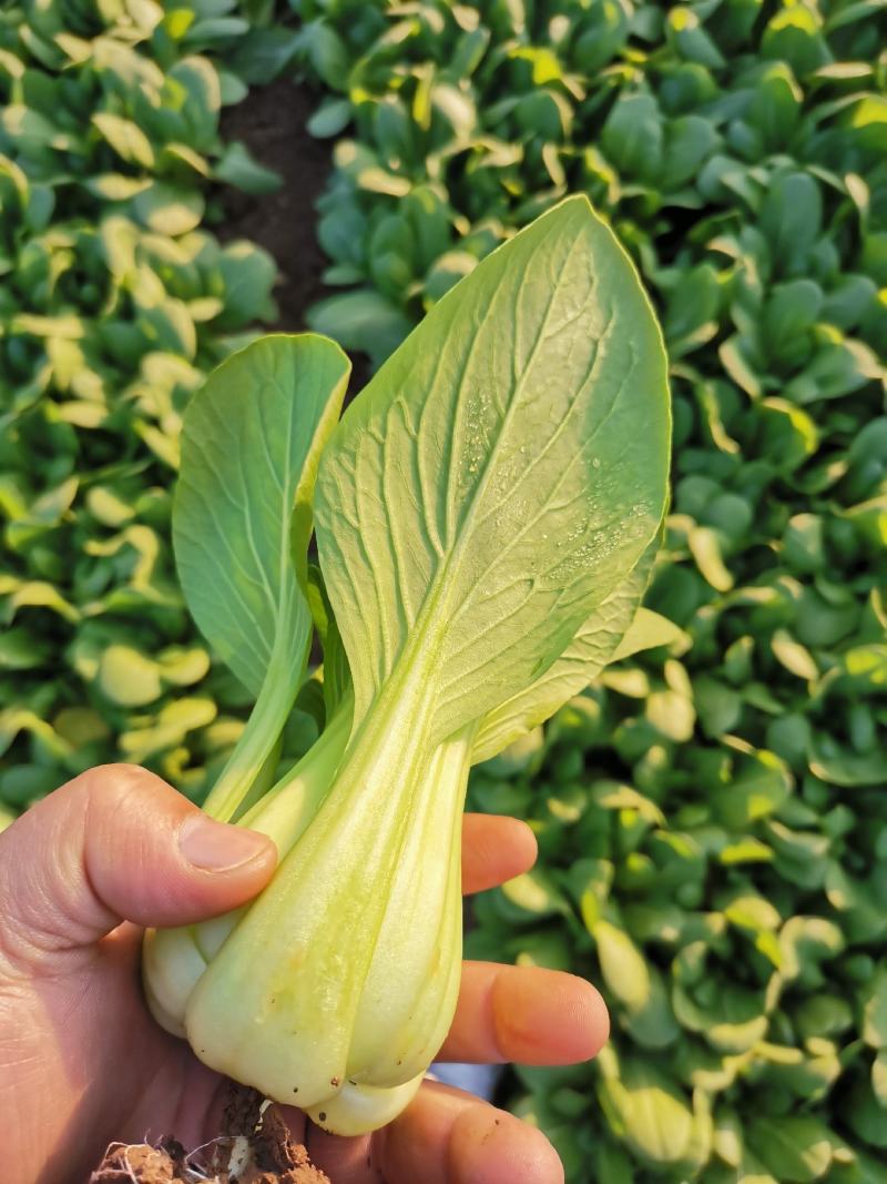 山东基地直供，精品上海青，小油菜，常年供应保质保量，