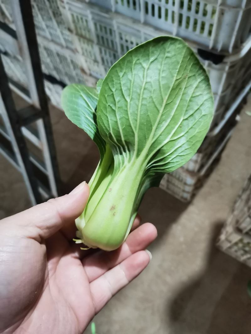 山东曹县，温室，大棚，上海青，万亩油菜基地