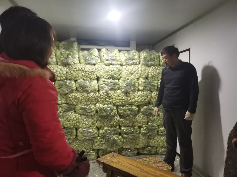 山东曹县，温室，大棚，上海青，万亩油菜基地