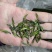 四川茶厂，厂家批发价格春茶上新，多种茶叶，