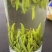 四川茶厂，厂家批发价格春茶上新，多种茶叶，