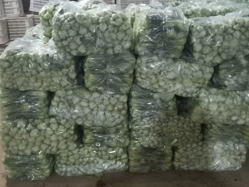 精品上海青小油菜，，常年供应，1保质保量